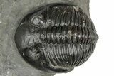 Detailed Hollardops Trilobite Fossil - Ofaten, Morocco #359506-3